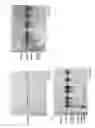 Fig. 09 - Method of protein purification from 