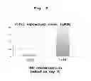 Fig. 08 - Method for culturing stem cell