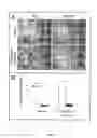 Fig. 05 - Bone marrow-derived mesenchymal stem cells as a source of neural progenitors