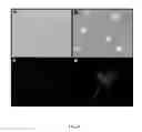 Fig. 07 - Bone marrow-derived mesenchymal stem cells as a source of neural progenitors