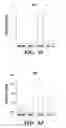 Fig. 06 - Induced pluripotent stem cells with synthetic modified RNAs