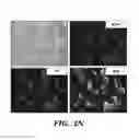 Fig. 09 - Induced pluripotent stem cells with synthetic modified RNAs