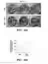 Fig. 41 - Induced pluripotent stem cells with synthetic modified RNAs