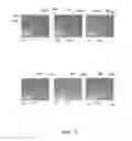 Fig. 09 - METHOD OF IMPROVING SURFACE MORPHOLOGY OF (Ga,Al,In,B)N THIN FILMS AND DEVICES GROWN ON NONPOLAR OR SEMIPOLAR (Ga,Al,In,B)N SUBSTRATES