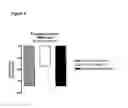 Fig. 06 - Therapeutical uses of eslicarbazepine