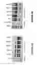 Fig. 09 - Antisense oligonucleotides for inducing exon skipping and methods of use thereof