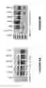 Fig. 09 - Antisense oligonucleotides for inducing exon skipping and methods of use thereof