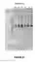 Fig. 22 - Antisense oligonucleotides for inducing exon skipping and methods of use thereof