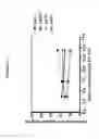 Fig. 04 - BUDIODARONE FORMULATIONS