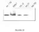 Fig. 22 - MSP nanopores and related methods