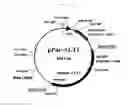 Fig. 02 - Method of producing heterogeneous protein