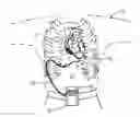 Fig. 01 - ROTARY PUMP WITH LEVITATED IMPELLER HAVING THRUST BEARING FOR IMPROVED STARTUP