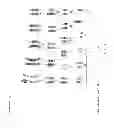 Fig. 07 - TARGETED MODIFICATION OF RAT GENOME