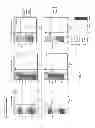 Fig. 41 - TARGETED MODIFICATION OF RAT GENOME
