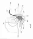 Fig. 10 - Device for sampling tear fluid