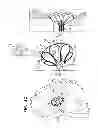 Fig. 09 - Fossa ovalis penetration