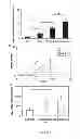 Fig. 04 - Membrane-Scaffold Composites for Tissue Engineering Applications