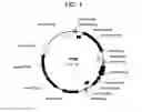 Fig. 02 - Soybean event SYHT04R and compositions and methods for detection thereof