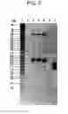 Fig. 06 - Soybean event SYHT04R and compositions and methods for detection thereof