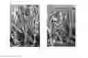 Fig. 01 - Engineering Single-Gene-Controlled Staygreen Potential Into Plants