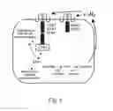 Fig. 02 - Engineering Single-Gene-Controlled Staygreen Potential Into Plants