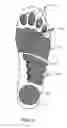 Fig. 06 - SOLE CONSTRUCTION FOR BIOMECHANICAL STABILITY AND AFFERENT FEEDBACK