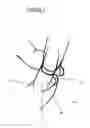 Fig. 02 - IMPROVEMENTS IN NAIL EMBELLISHMENT