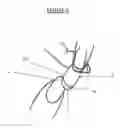 Fig. 06 - IMPROVEMENTS IN NAIL EMBELLISHMENT