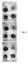 Fig. 26 - IN VITRO POINT-OF-CARE SENSOR AND METHOD OF USE