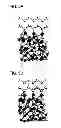 Fig. 06 - Semiconductor device and method for manufacturing the same
