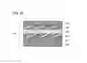 Fig. 43 - Liquid crystal display device and electronic device