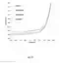 Fig. 19 - NANOPARTICLE FILMS FOR USE AS SOLAR CELL BACK REFLECTORS AND OTHER APPLICATIONS