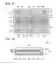 Fig. 07 - ILLUMINATION DEVICE, AND DISPLAY DEVICE PROVIDED THEREWITH