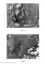 Fig. 02 - Mascara in powder form
