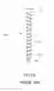 Fig. 04 - Screw