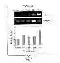 Fig. 08 - Nanoparticle and polymer formulations for thyroid hormone analogs, antagonists, and formulations thereof