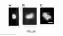 Fig. 40 - Cancer stem cell isolation