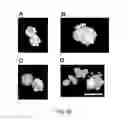 Fig. 41 - Cancer stem cell isolation