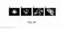 Fig. 44 - Cancer stem cell isolation