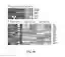 Fig. 50 - Cancer stem cell isolation