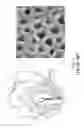 Fig. 02 - Desensitizing toothpaste