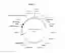 Fig. 11 - Protease-deficient 