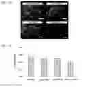 Fig. 05 - ENDOTHELIAL CELL CULTURE