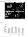 Fig. 06 - ENDOTHELIAL CELL CULTURE