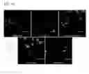 Fig. 12 - ENDOTHELIAL CELL CULTURE