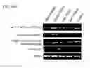 Fig. 13 - ENDOTHELIAL CELL CULTURE