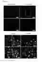 Fig. 19 - ENDOTHELIAL CELL CULTURE