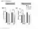 Fig. 22 - ENDOTHELIAL CELL CULTURE