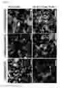 Fig. 23 - ENDOTHELIAL CELL CULTURE