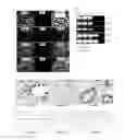 Fig. 01 - Method for preparing mesenchymal stem cell-like cells and cardiomyocyte-like cells